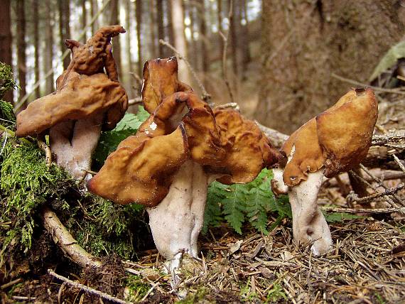 ucháč čepcovitý Gyromitra infula (Schaeff.) Quél.