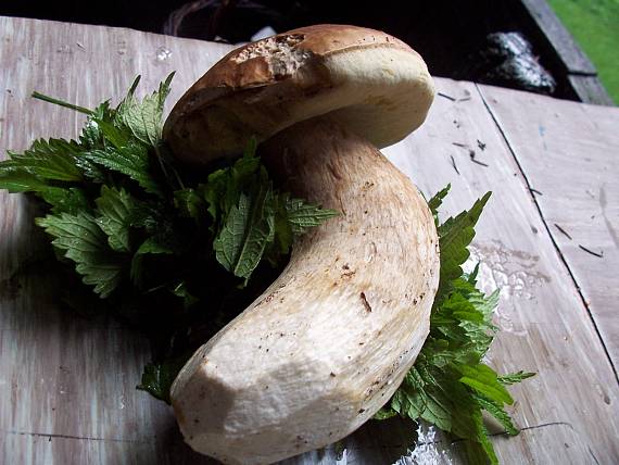 hríb smrekový Boletus edulis Bull.