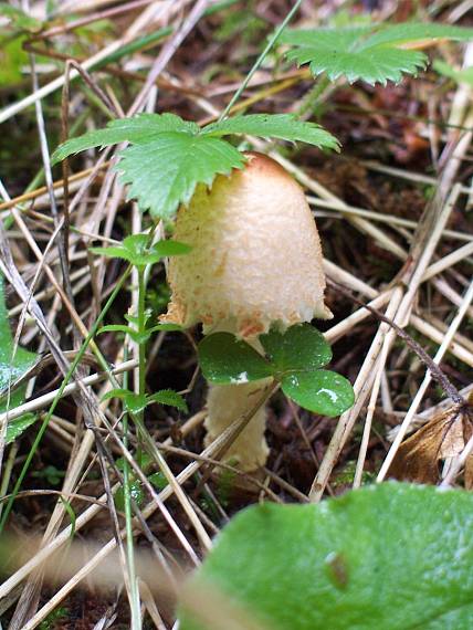 bedlička Lepiota sp.