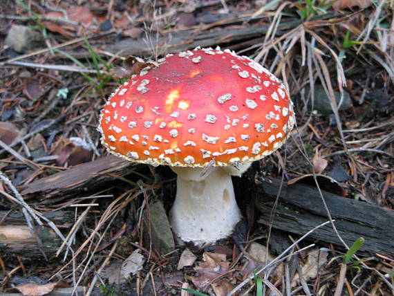 muchomůrka červená Amanita muscaria (L.) Lam.