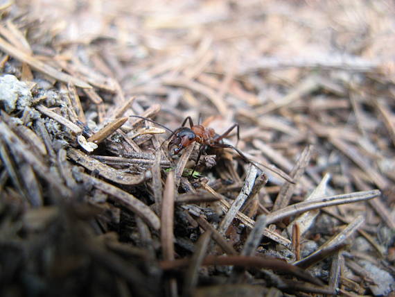 mraveneček