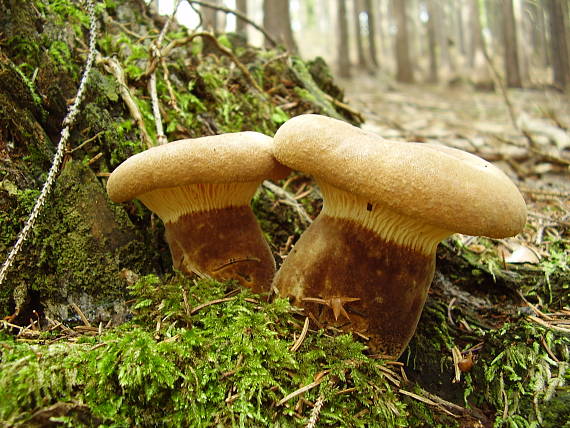 čechratka černohuňatá Tapinella atrotomentosa (Batsch) Šutara