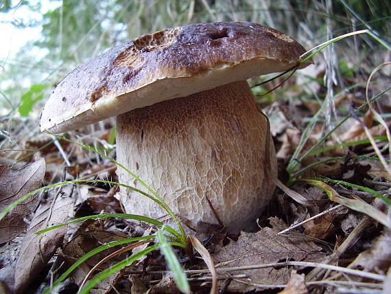 hríb dubový Boletus reticulatus Schaeff.