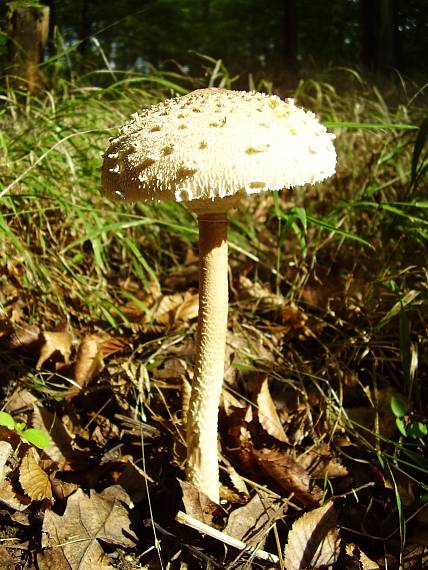 bedľa vysoká Macrolepiota procera (Scop.) Singer