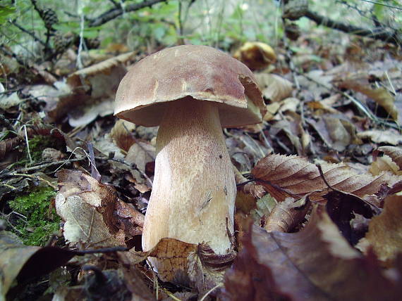 hríb dubový Boletus reticulatus Schaeff.