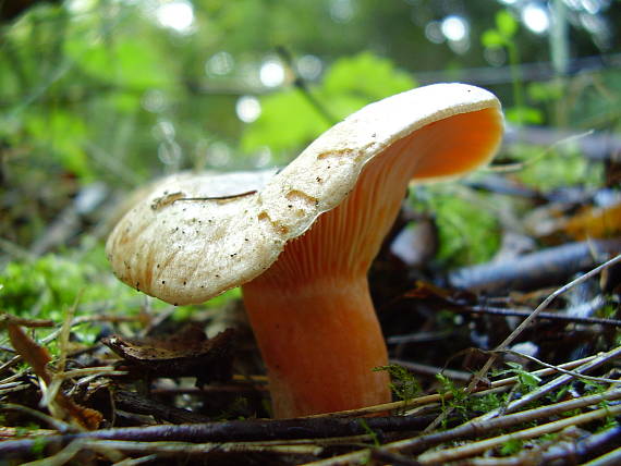 ryzec pravý (Rýdzik pravý) Lactarius deliciosus (L.) Gray