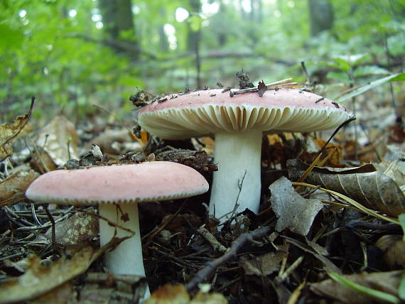 plávka Russula sp.