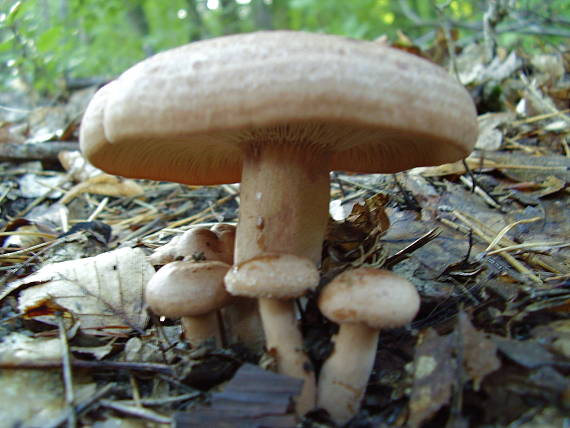 rýdzik Lactarius sp.