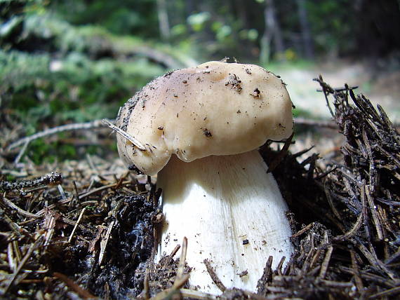 hríb smrekový Boletus edulis Bull.