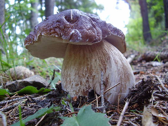 hríb smrekový Boletus edulis Bull.