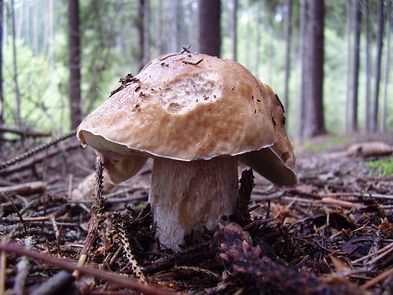 hríb smrekový Boletus edulis Bull.