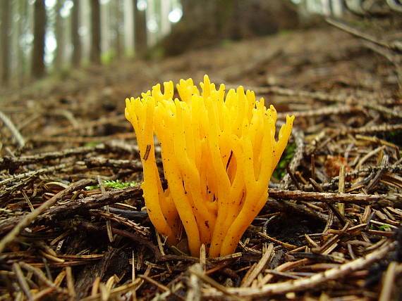 krásnorůžek lepkavý(Parôžkovec lepkavý) Calocera viscosa (Pers.) Fr.