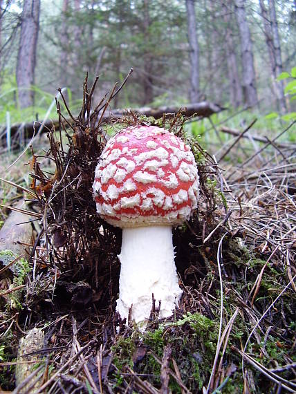 muchomůrka červená / Muchotrávka červená Amanita muscaria (L.) Lam.