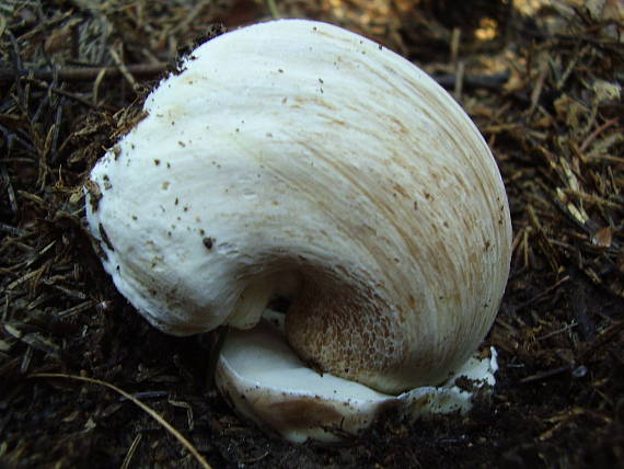 hríb smrekový Boletus edulis Bull.