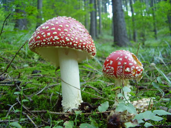 muchomůrka červená(Muchotrávka červená) Amanita muscaria (L.) Lam.