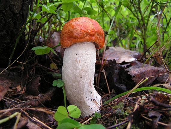 kozák osikový Leccinum albostipitatum den Bakker & Noordel.