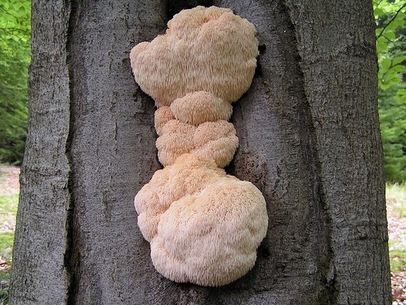 korálovec ježatý Hericium erinaceus (Bull.) Pers.
