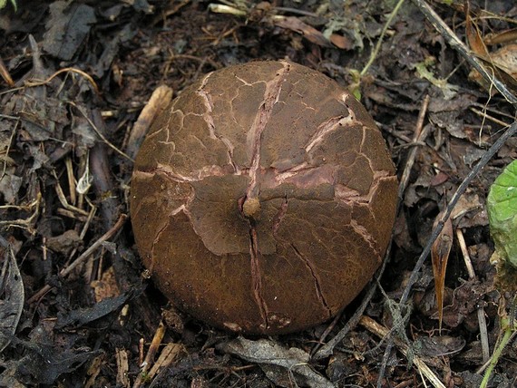 hvězdovka vlasohlavá Geastrum melanocephalum (Czern.) V.J. Staněk