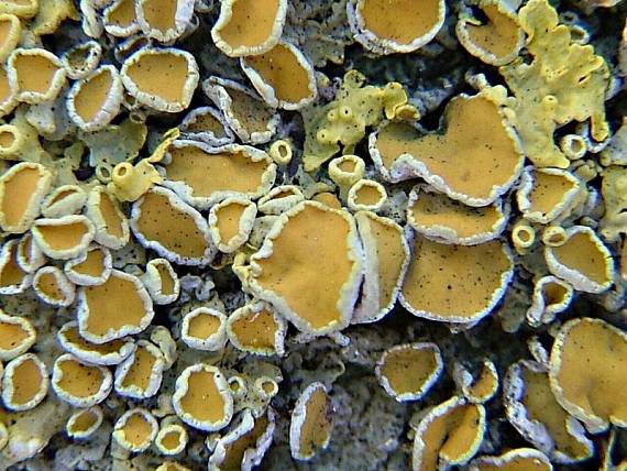 diskovník múrový Xanthoria parietina var. parietina