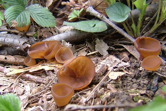 hľuznatka veternicová - Hlízenka sasanková Dumontinia tuberosa (Bull.) L.M. Kohn