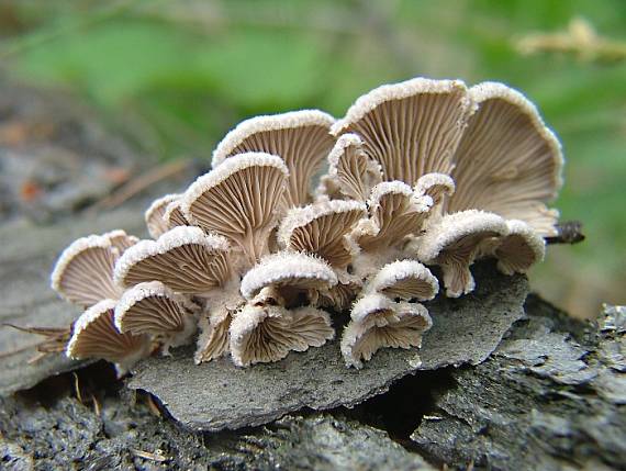 klanolupeňovka obyčajná Schizophyllum commune Fr.