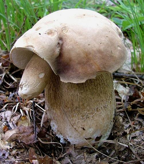 hríb dubový Boletus reticulatus Schaeff.