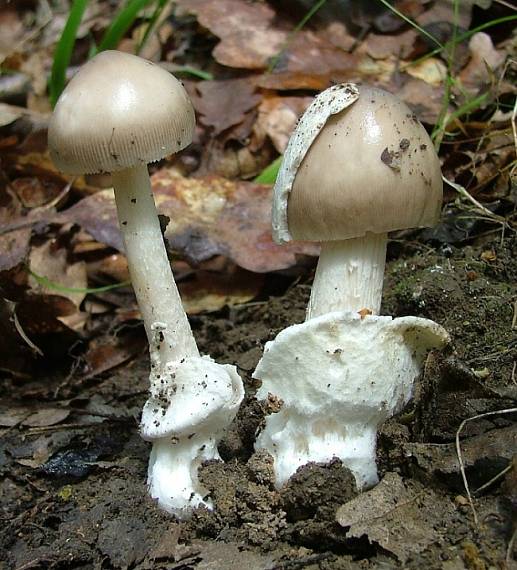 muchotrávka pošvatá Amanita vaginata (Bull.) Lam.