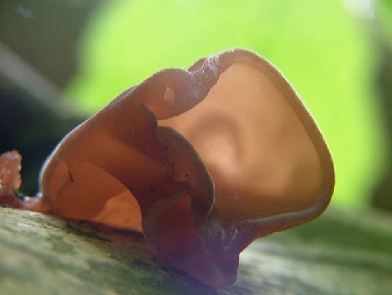 uchovec bazový Auricularia auricula-judae (Bull.) Quél.