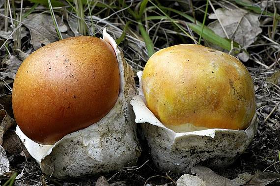 muchotrávka cisárska Amanita caesarea (Scop.) Pers.