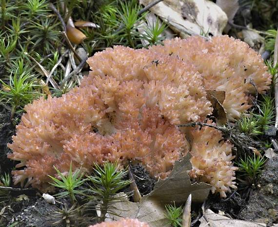 strapačka koralovitá Ramaria botrytis (Pers.) Ricken