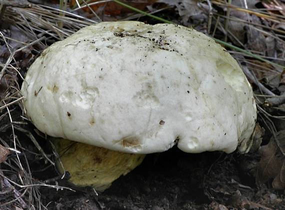 hřib hlohový Boletus crataegi