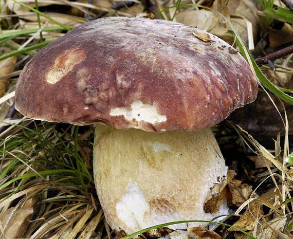 hríb sosnový Boletus pinophilus Pil. et Dermek in Pil.