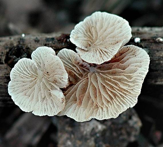 trepkovitka tečkovaná Crepidotus subverrucisporus Pilát