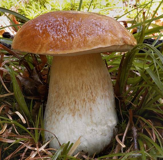 hríb smrekový Boletus edulis Bull.