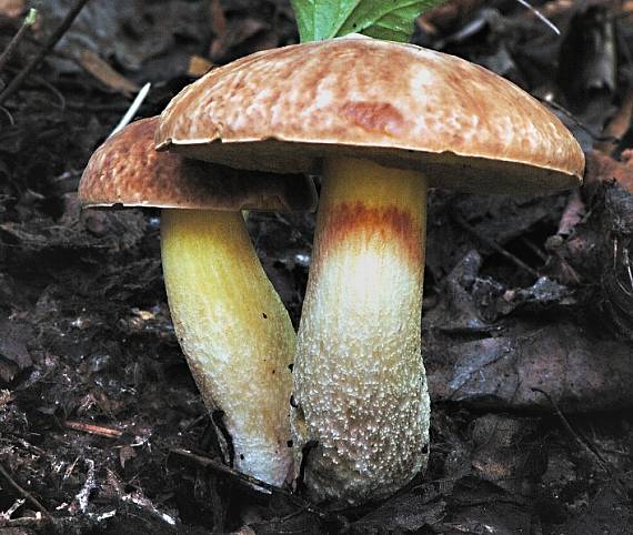 hřib skvrnitý Hemileccinum depilatum (Redeuilh) Šutara