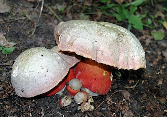 hríb satanský Rubroboletus satanas f. satanas (Lenz) Kuan Zhao & Zhu L. Yang