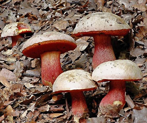 hríb purpurový Rubroboletus rhodoxanthus Kuan Zhao &amp; Zhu L. Yang