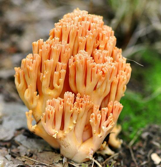 strapačka lososovoružová Ramaria subbotrytis (Coker) Corner