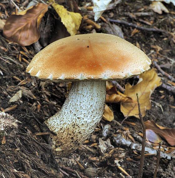 kozák Leccinum sp.