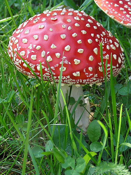 muchotrávka červená Amanita muscaria (L.) Lam.