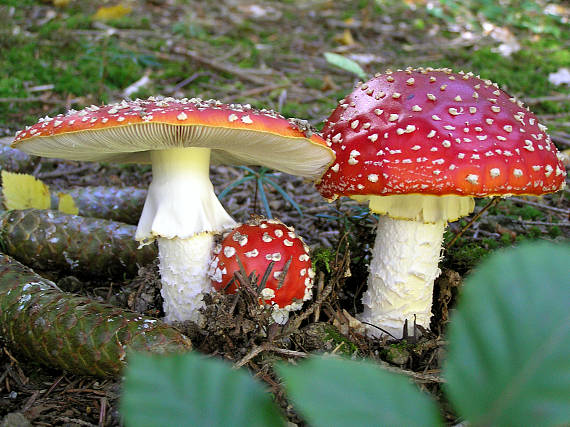 muchotrávka červená Amanita muscaria (L.) Lam.