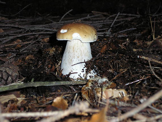 hríb smrekový Boletus edulis Bull.