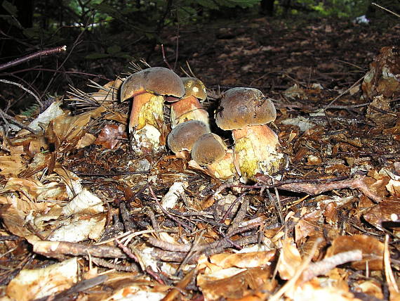 hríb zrnitohlúbikový Sutorius luridiformis (Rostk.) G. Wu & Zhu L. Yang