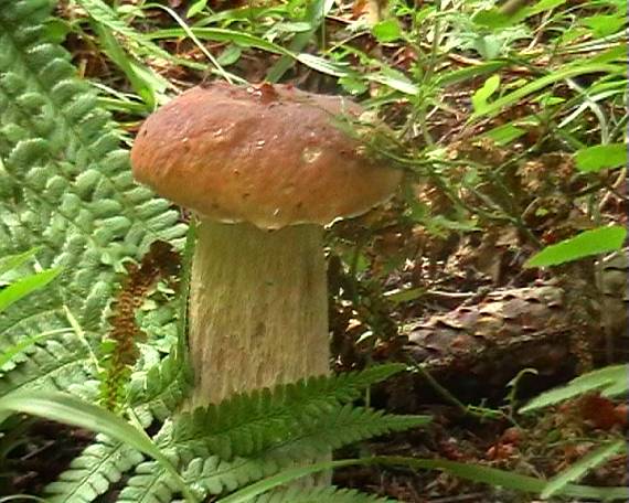 hríb smrekový Boletus edulis Bull.