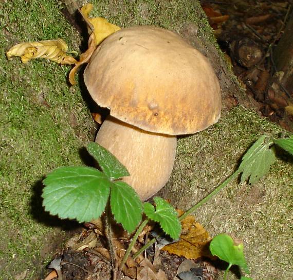 hríb dubový Boletus reticulatus Schaeff.