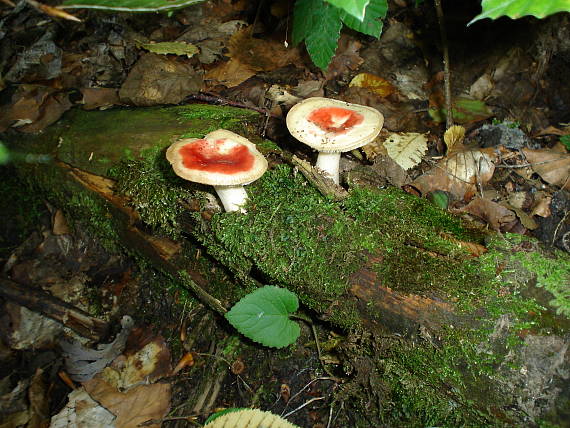 plávka Russula sp.