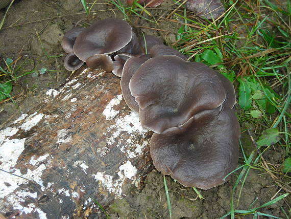 hliva ustricovitá Pleurotus ostreatus (Jacq.) P. Kumm.