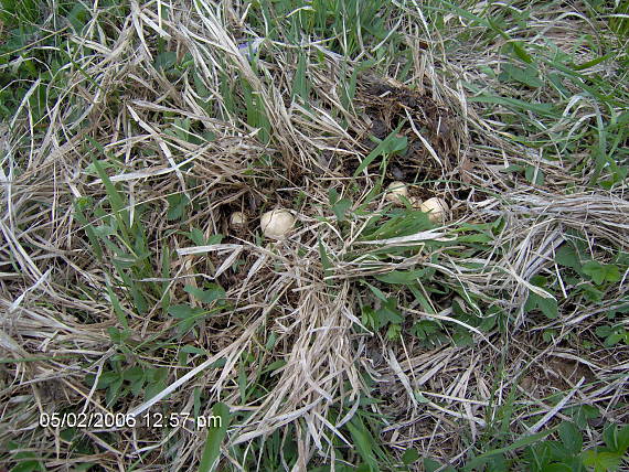 čírovnica májová Calocybe gambosa (Fr.) Donk