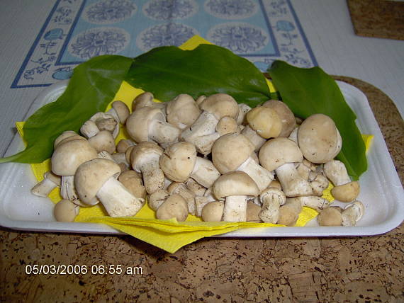 čírovnica májová Calocybe gambosa (Fr.) Donk