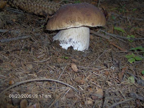 hríb smrekový Boletus edulis Bull.